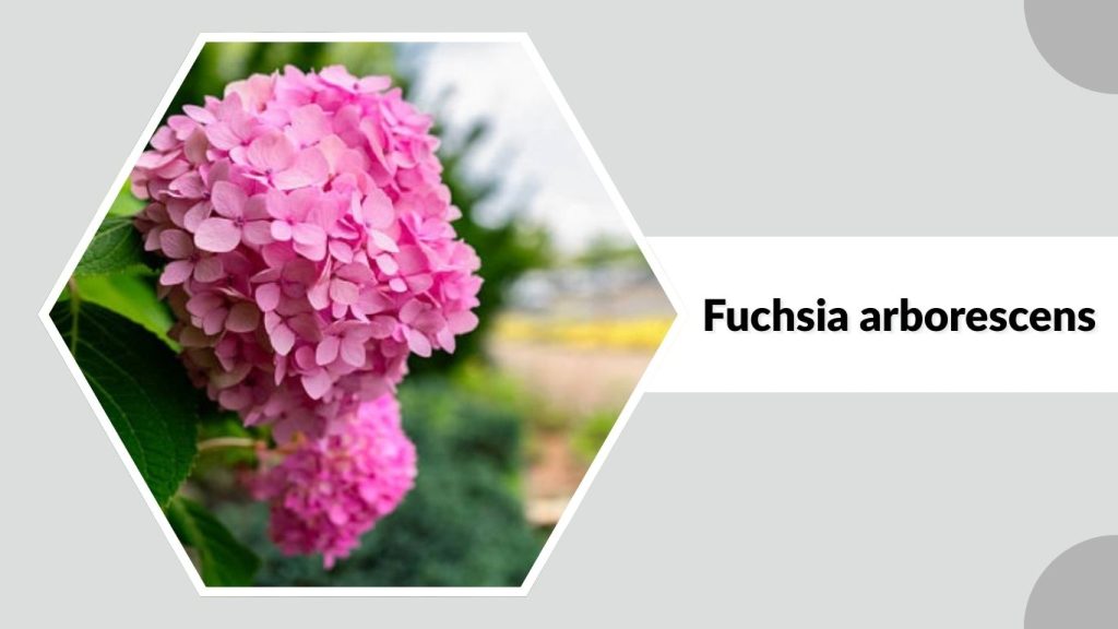 Fuchsia arborescens