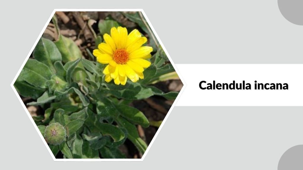 Calendula incana