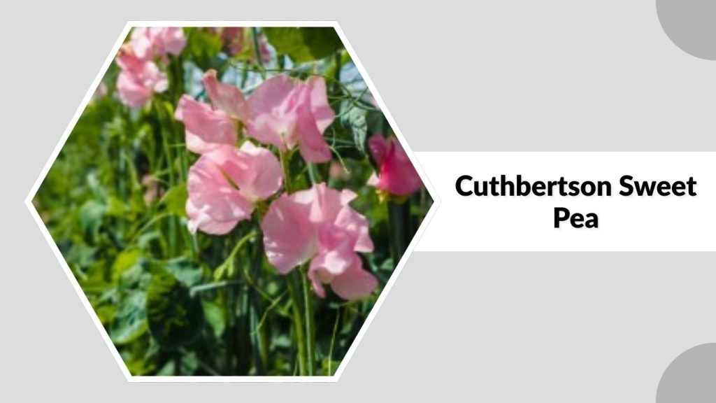 Cuthbertson Sweet Pea