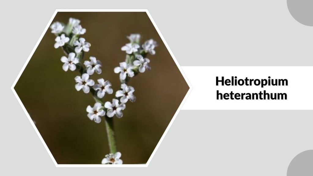 Heliotropium heteranthum