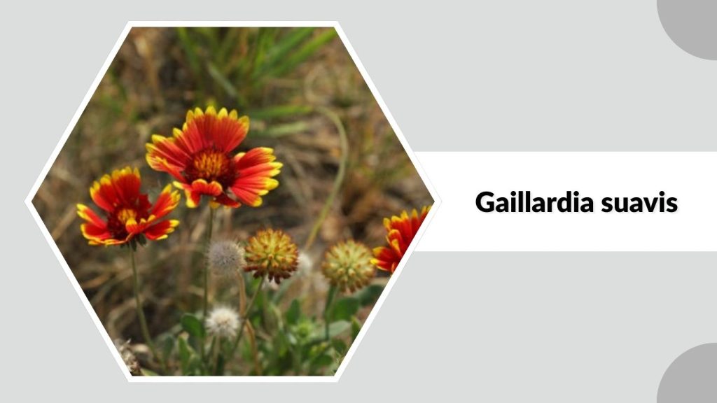 Gaillardia suavis