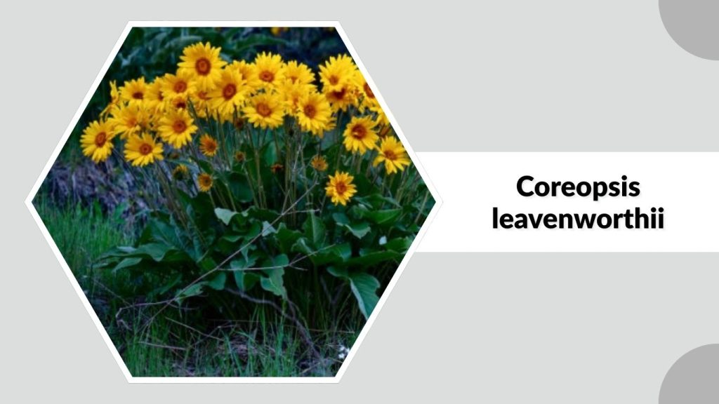 Coreopsis leavenworthii