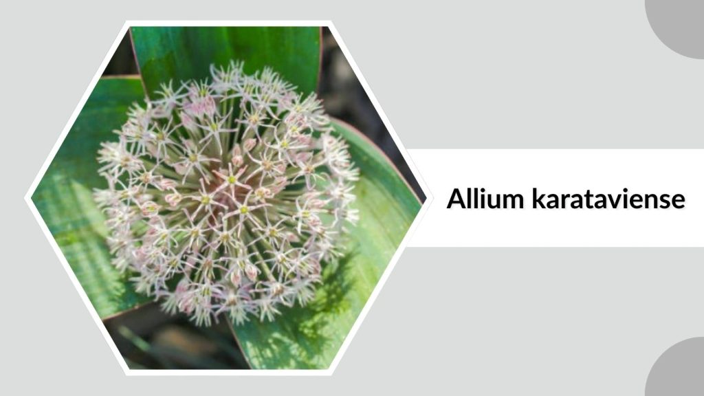 Allium karataviense