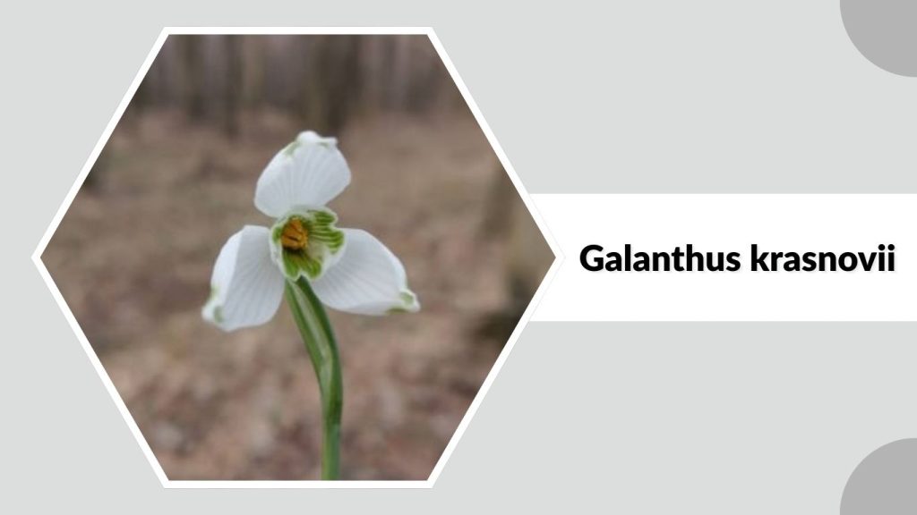 Galanthus krasnovii 