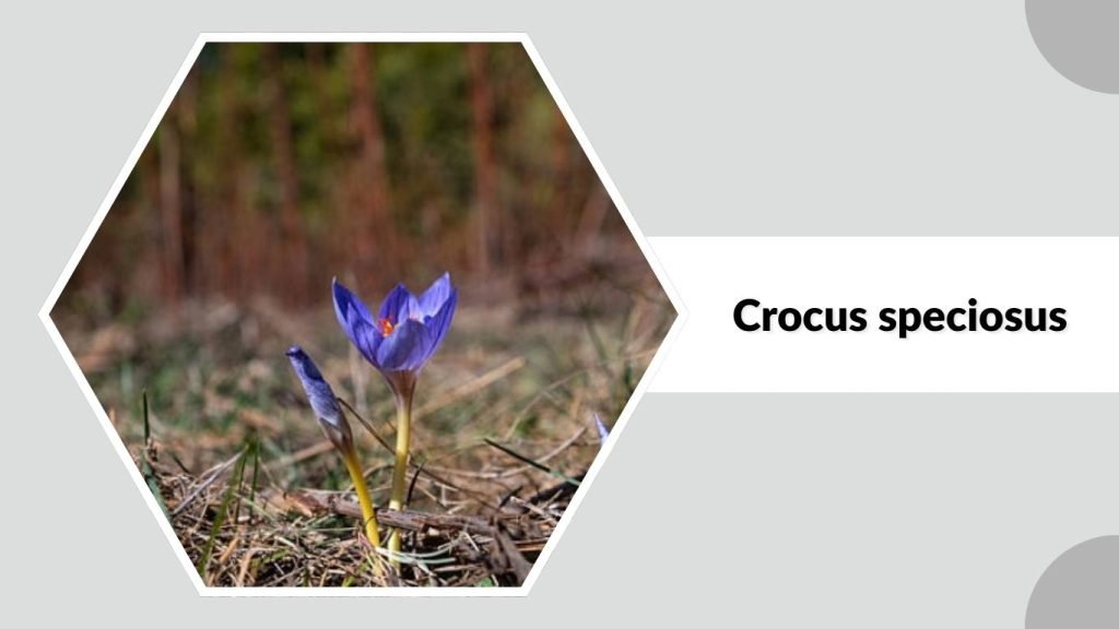 Crocus speciosus