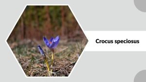 20 Types of Crocus Flowers: Identification with Pictures
