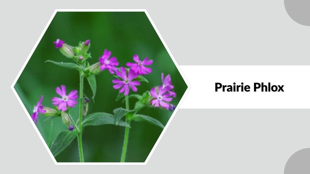 Prairie Phlox