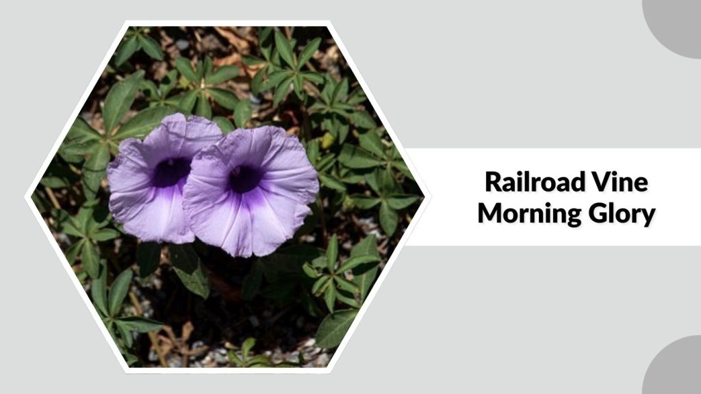 Railroad Vine Morning Glory