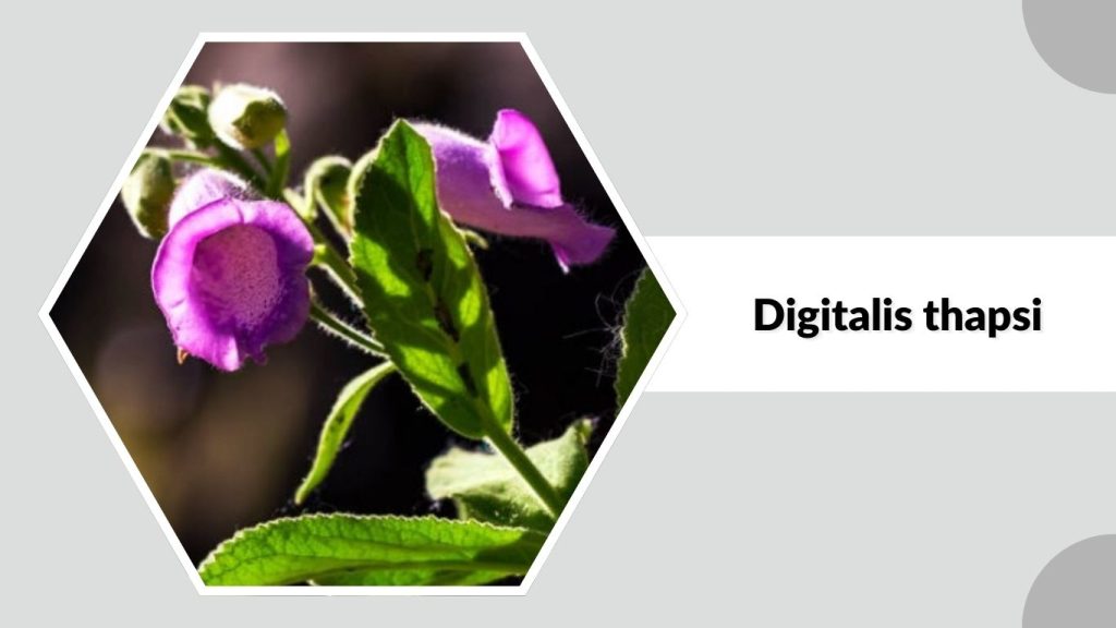 Digitalis thapsi