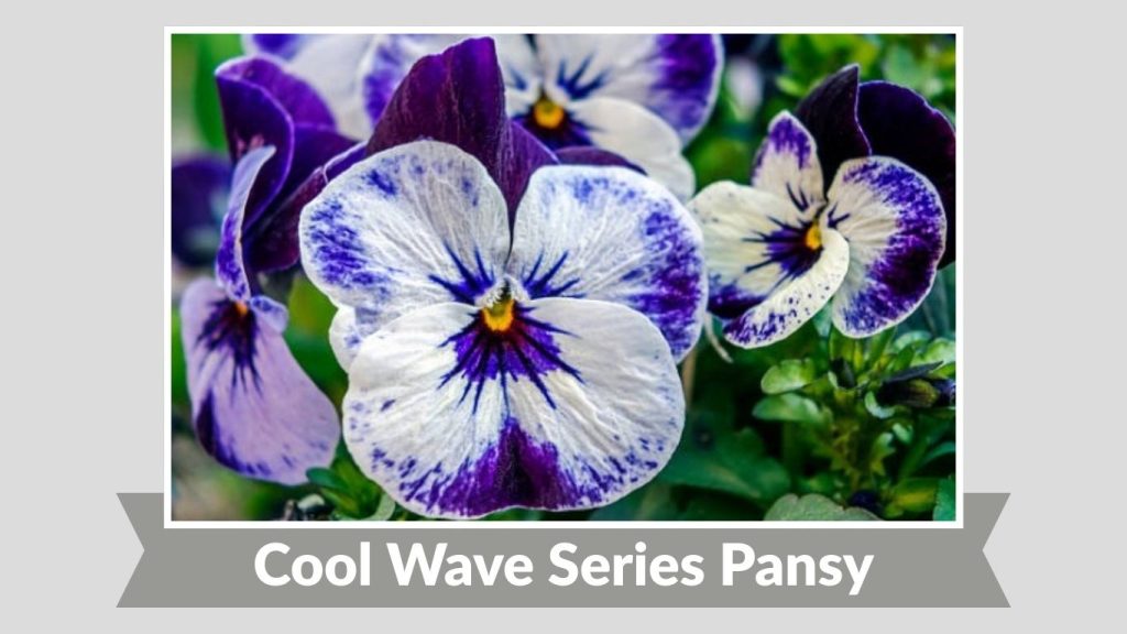 Cool Wave Series Pansy