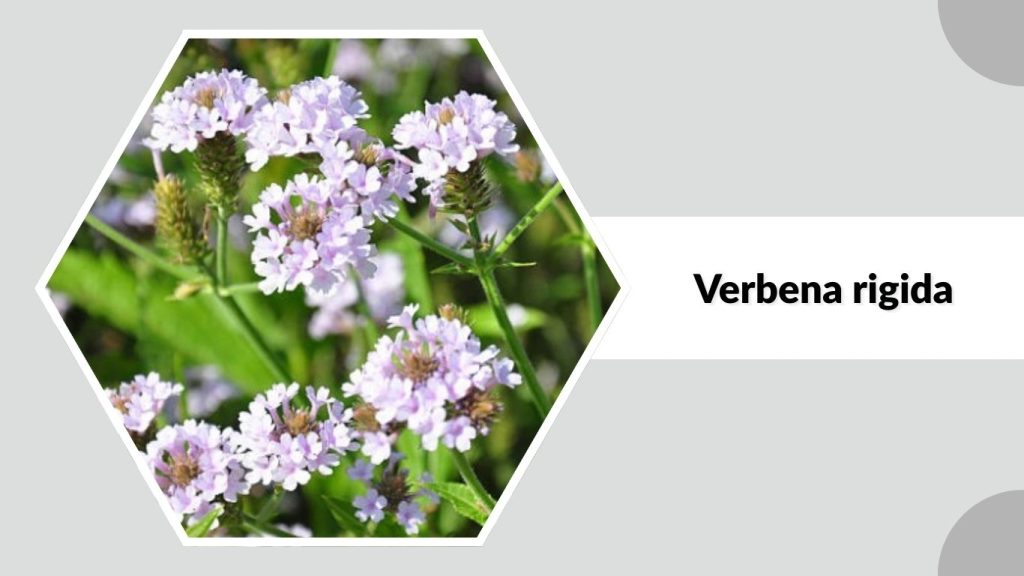 Verbena rigida
