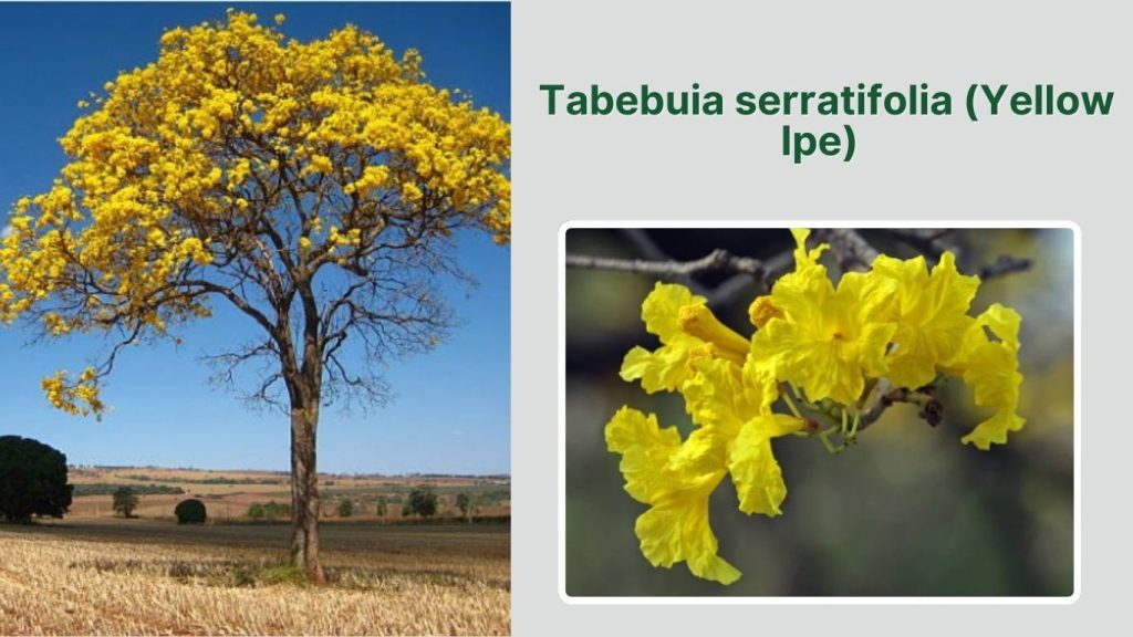 Tabebuia serratifolia (Yellow Ipe)