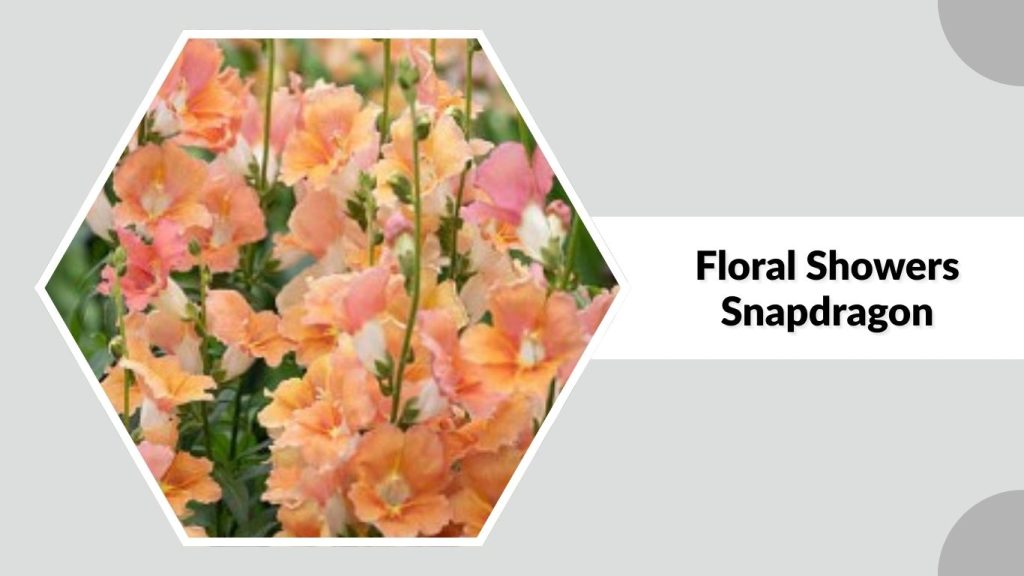 Floral Showers Snapdragon