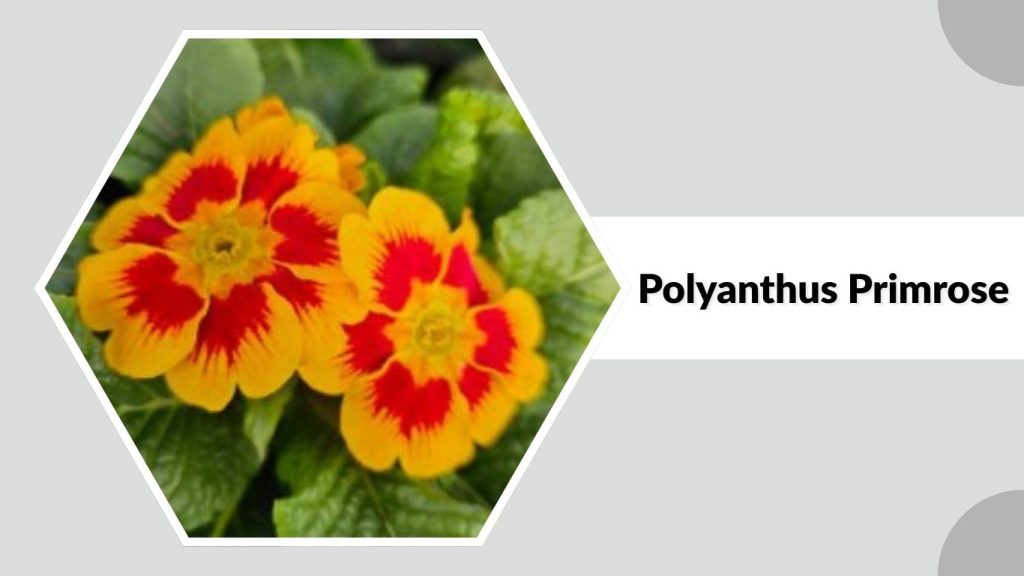 Polyanthus Primrose