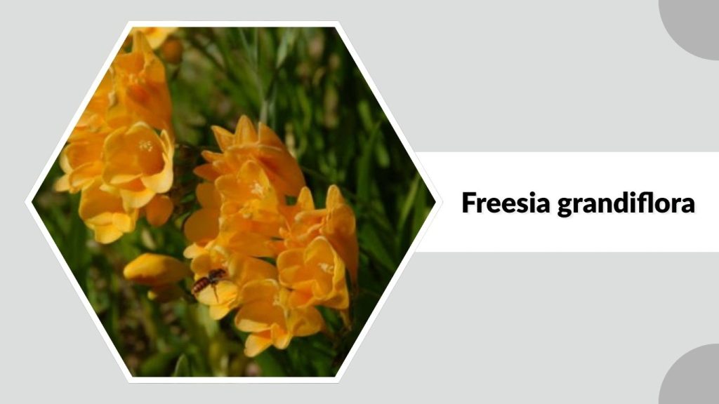 Freesia grandiflora
