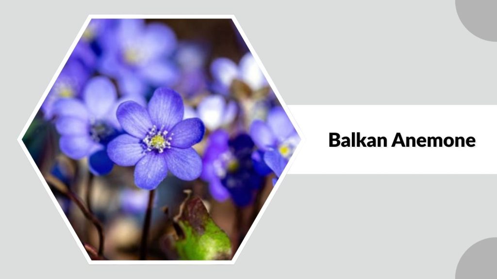 Balkan Anemone