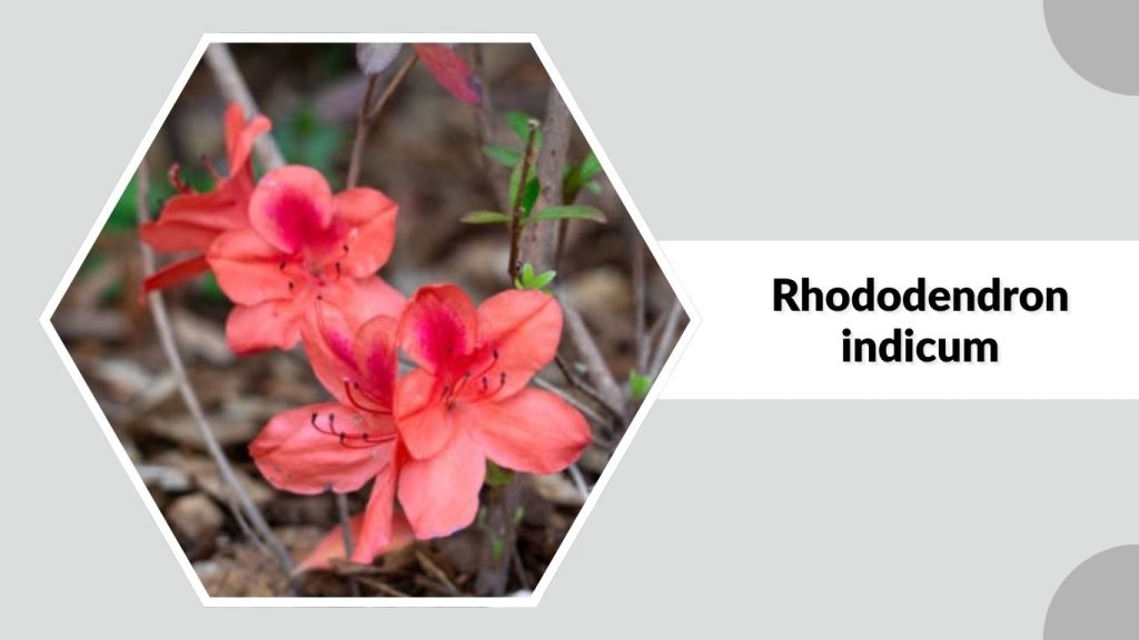 Rhododendron indicum