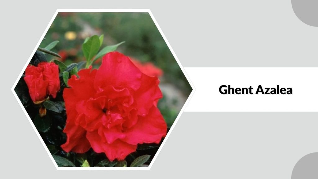 Ghent Azalea