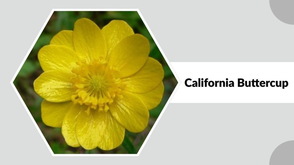  California Buttercup