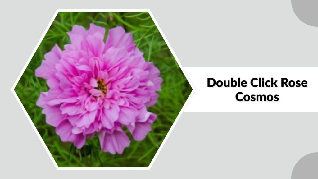 Double Click Rose Cosmos