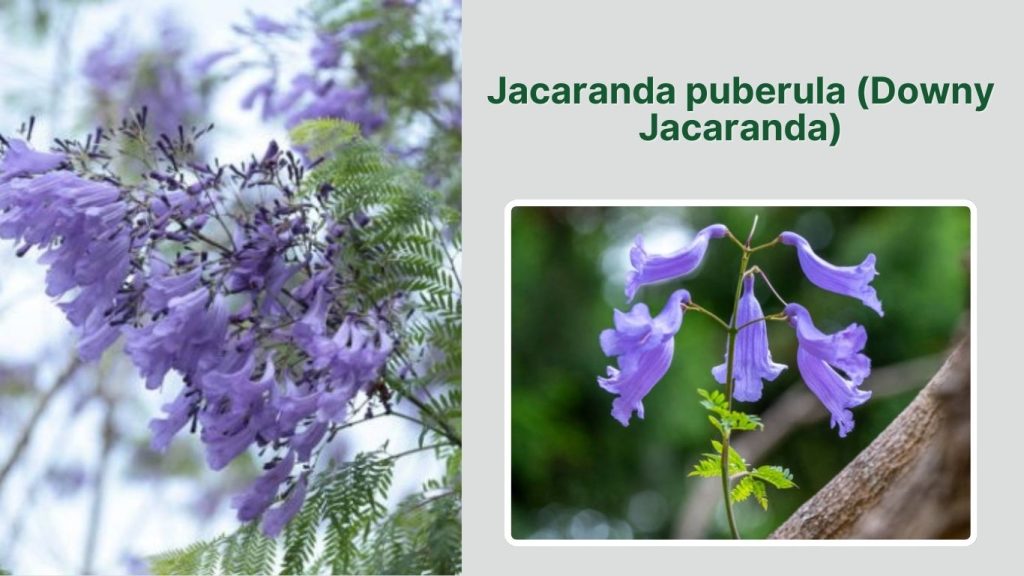  Jacaranda puberula (Downy Jacaranda)