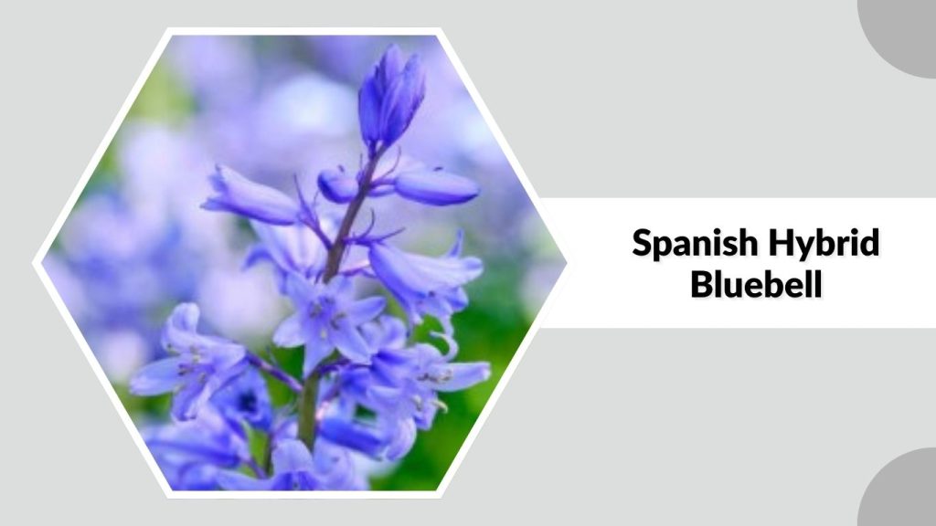 Spanish Hybrid Bluebell