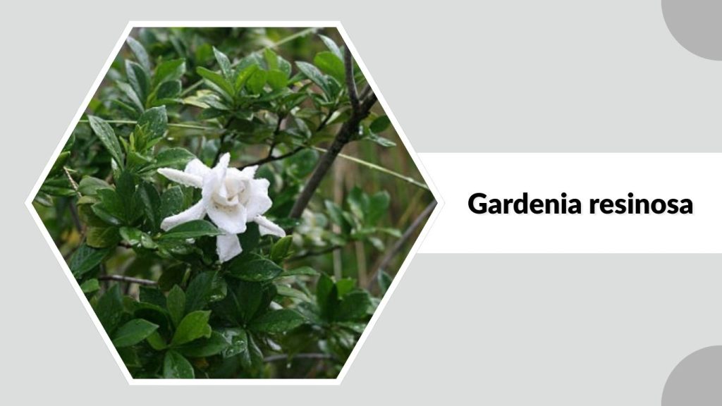 Gardenia resinosa