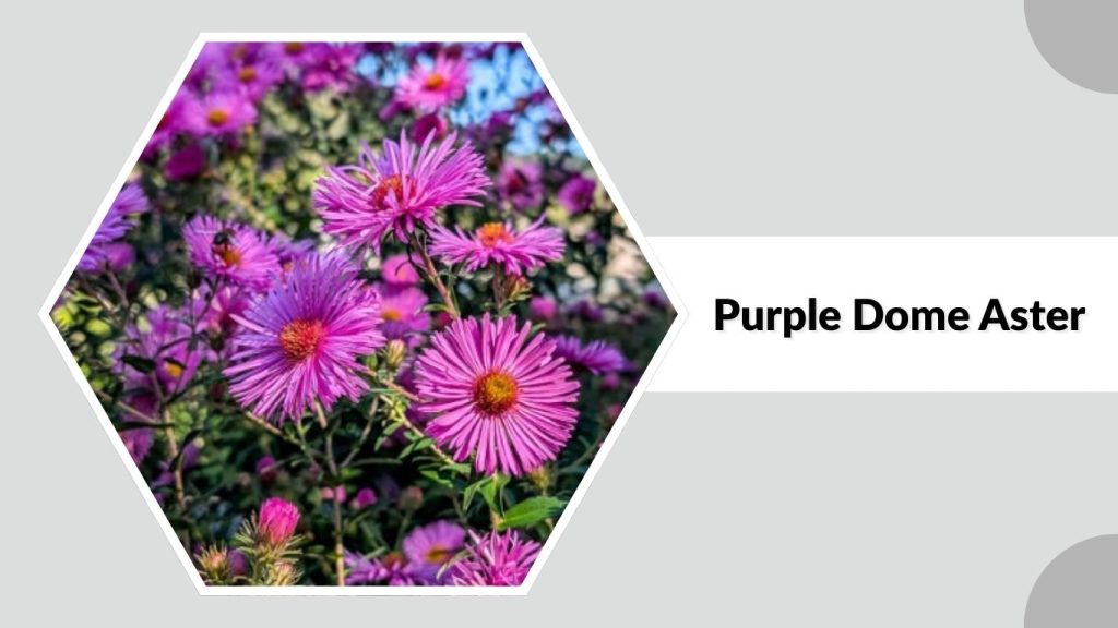  Purple Dome Aster
