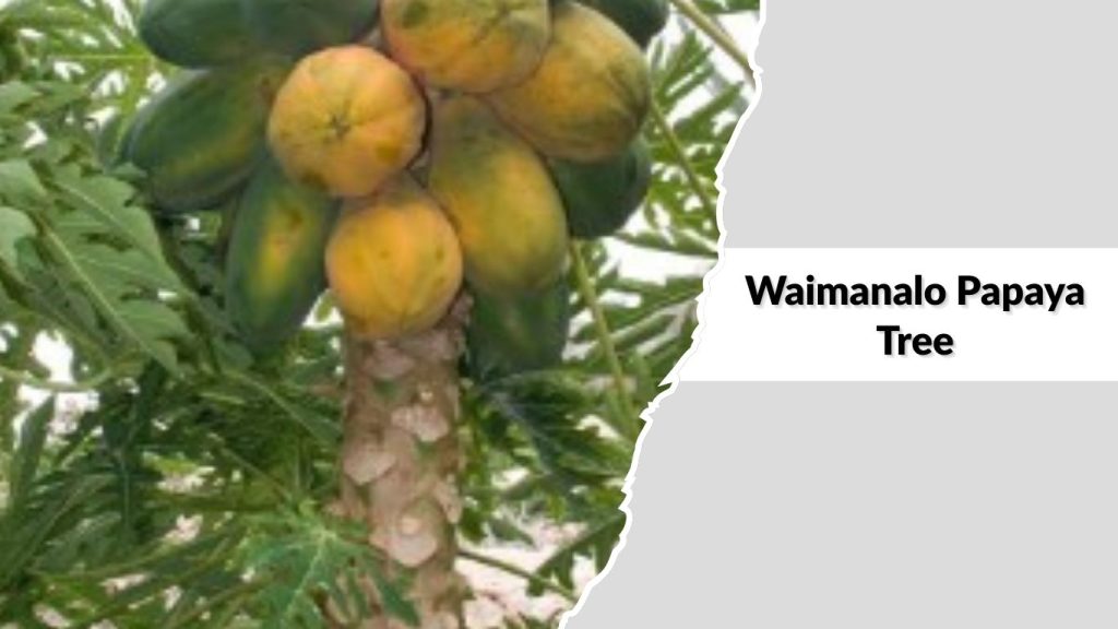 Waimanalo Papaya Tree