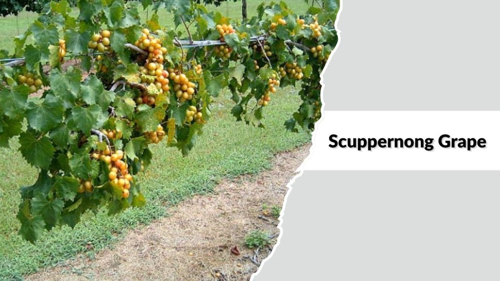 Scuppernong Grape