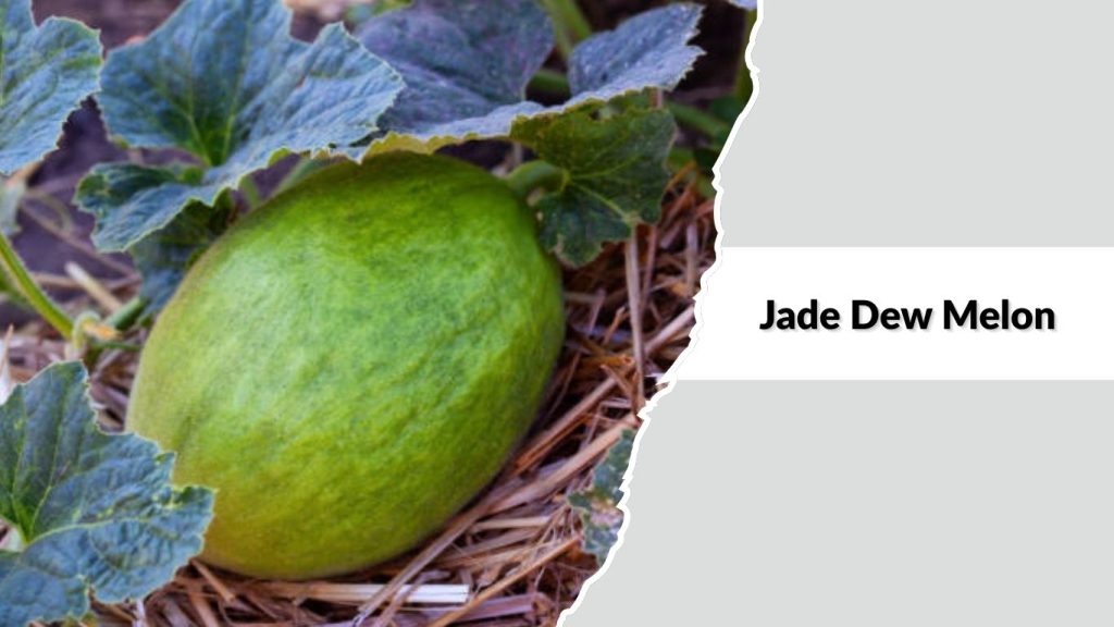 Jade Dew Melon