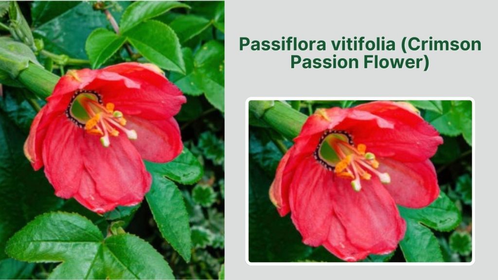 Passiflora vitifolia (Crimson Passion Flower)