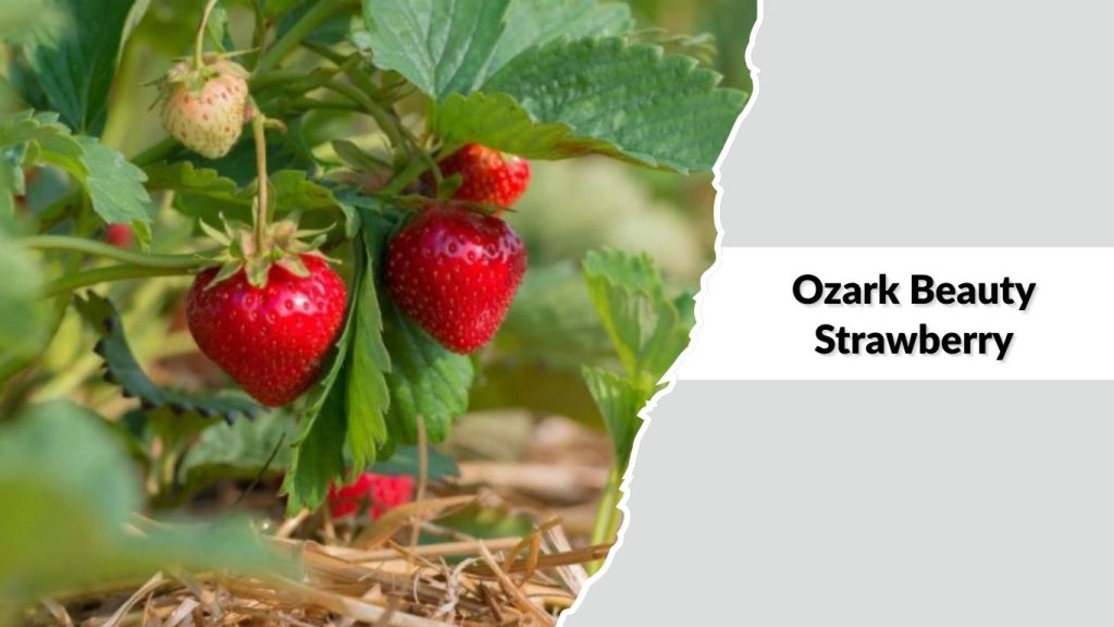Ozark Beauty Strawberry