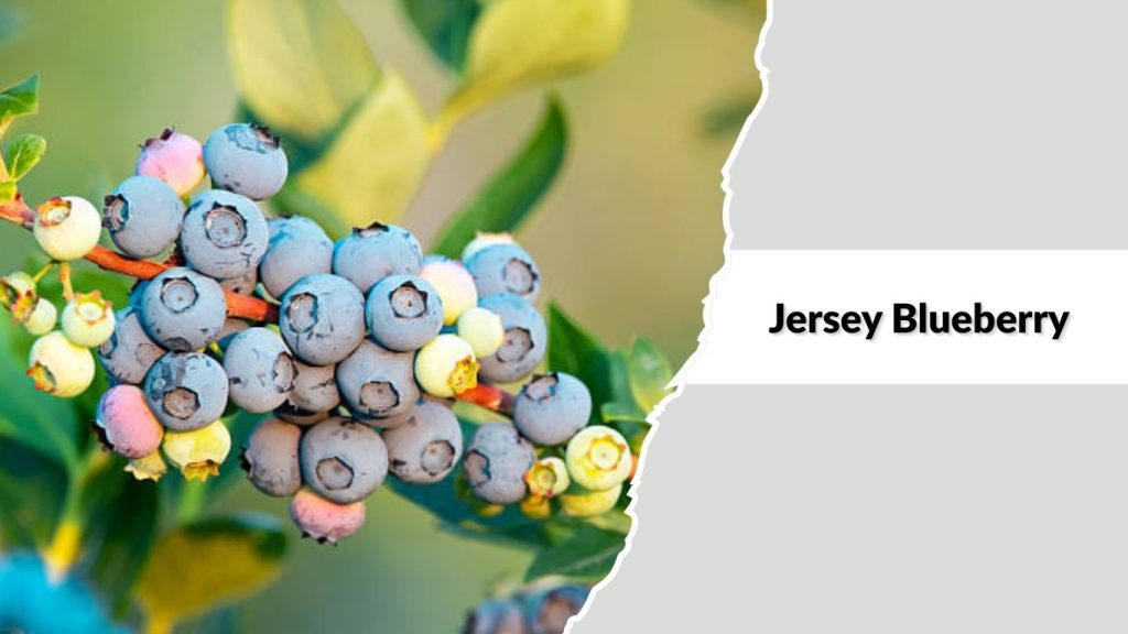 Jersey Blueberry