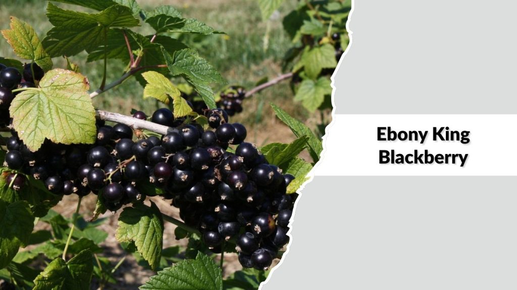 Ebony King Blackberry