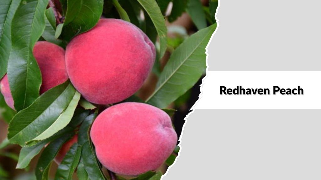  Redhaven Peach