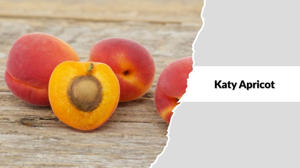 Katy Apricot
