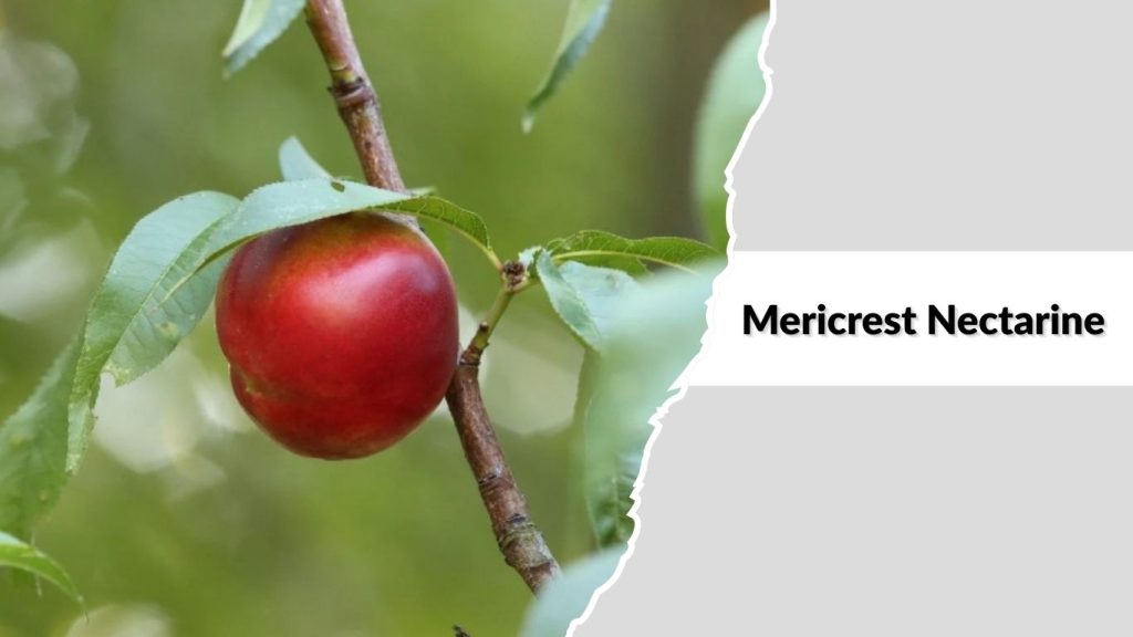 Mericrest Nectarine