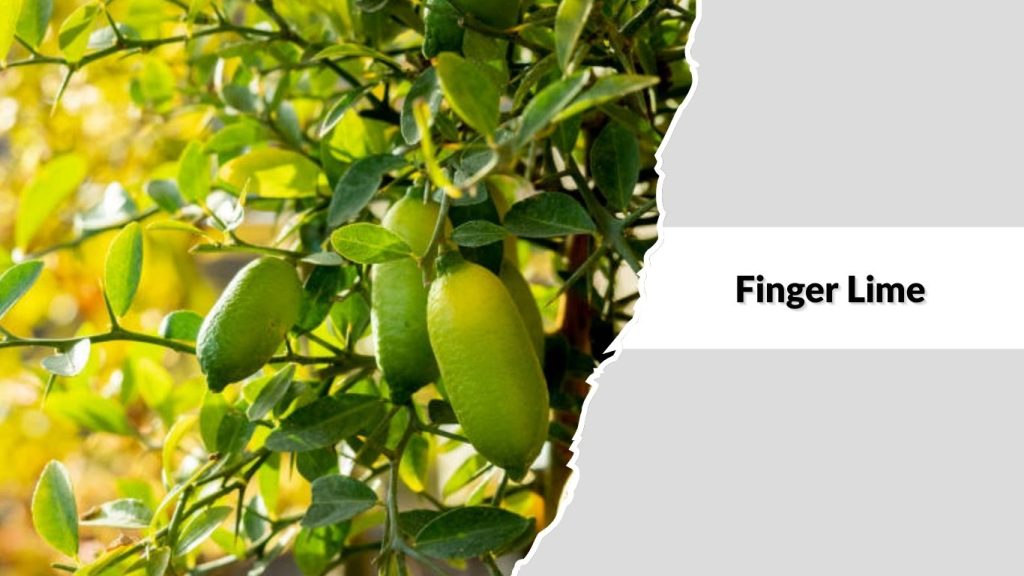 Finger Lime
