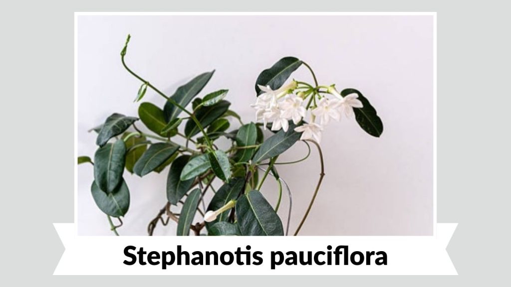 Stephanotis pauciflora
