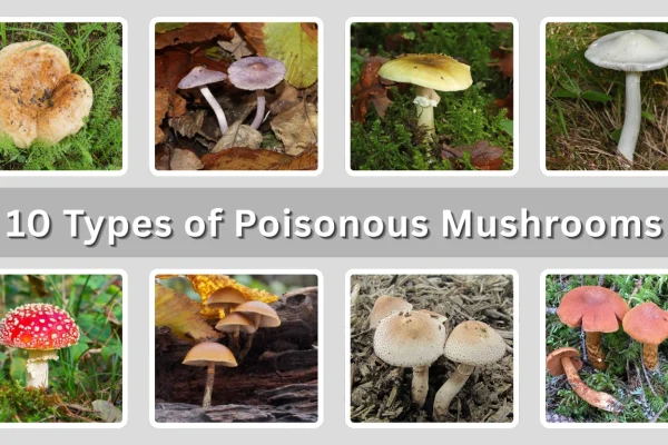10 Types of Poisonous Mushrooms Identification with Pictures