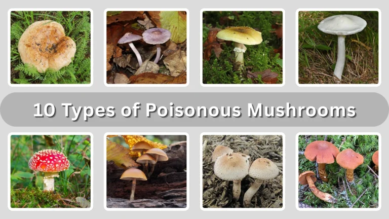 10 Types of Poisonous Mushrooms Identification with Pictures