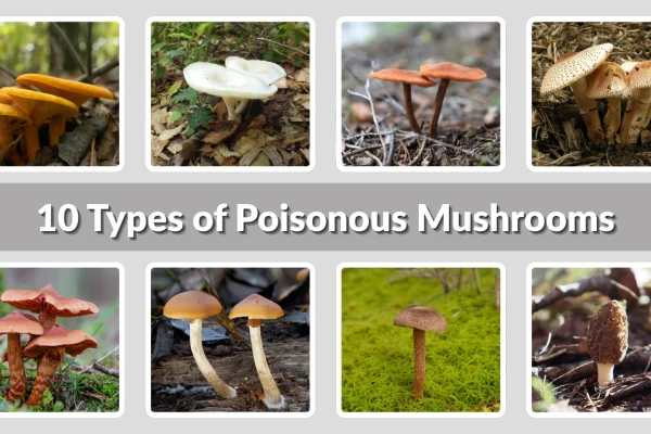 10 Types of Poisonous Mushrooms: Identification with Pictures