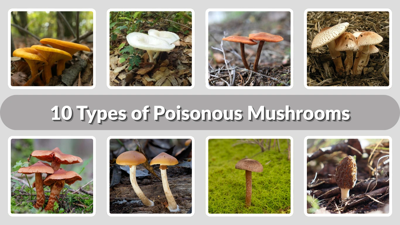10 Types of Poisonous Mushrooms: Identification with Pictures