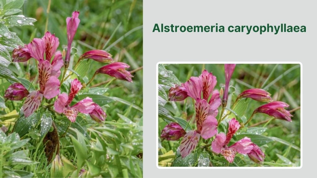 Alstroemeria caryophyllaea