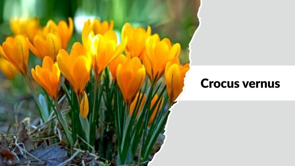 Crocus vernus