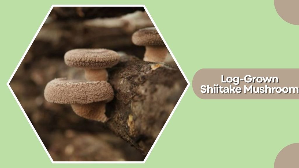 Log-Grown Shiitake Mushroom