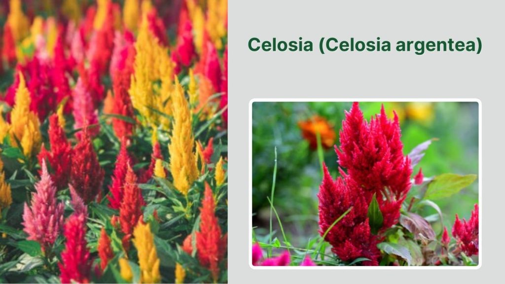 Celosia (Celosia argentea