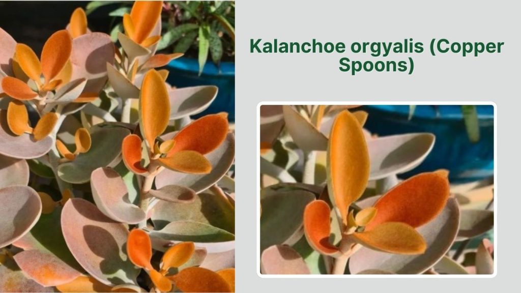 Kalanchoe orgyalis (Copper Spoons)