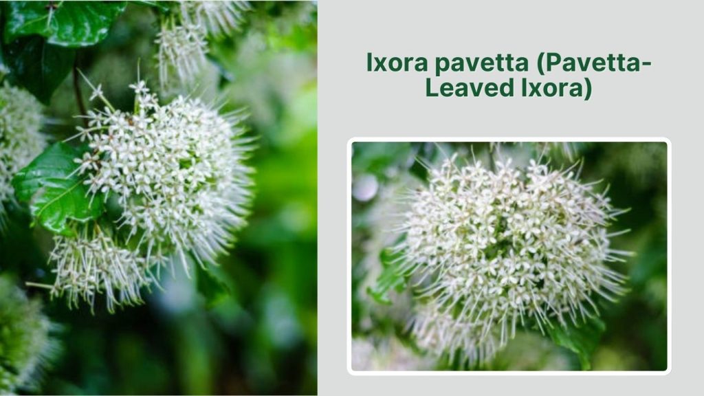 Ixora pavetta (Pavetta-Leaved Ixora)